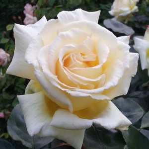 Vrtnica plezalka - Climber - Roza - Big Ben™ - Na spletni nakup vrtnice